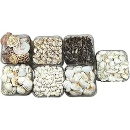 Nivip 7 different type of SeaShells Mixed collection for Aquarium, Fish Tank, Vase Filler, Home & Garden,Party Craft Shell For Decorations DIY Crafts,Resin Art,jewellary making,Gift item – 400 grams-image-11