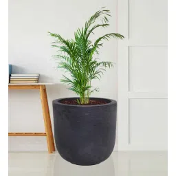 nora Big Iris Black Polyethylene Floor Planter-picture-11