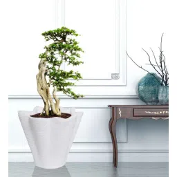 nora Orion Star White Polyethylene Floor Planter-picture-19