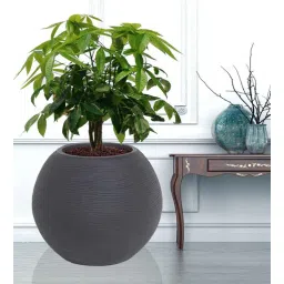 nora Small Juniper Black Polyethylene Floor Planter-picture-18