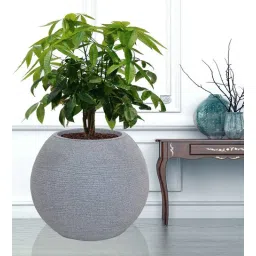 nora Small Juniper Grey Polyethylene Floor Planter-picture-39
