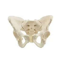 NS White Plastic Adult Female Pelvis Model for Educational Purpose-picture-41