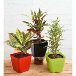 nurserylive Croton, Captain Kidd , Croton, Petra , Croton, Gold Dust, Thin Leaves Natural Plant-picture-27