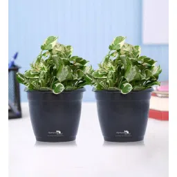 nurturing green Black Scindapsus Compacta Medium Natural Plant In Fibre Pot, Set Of 2-picture-28