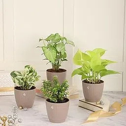 nurturing green Nurturing Green® Combo of 4 Indoor Live Plants (Jade, Syngonium, Scindapsus Gold & Money Plant Njoy) with Mocha Self Watering Plastic Pots | Air Purifying Plants for Home Decor & Garden-picture-28