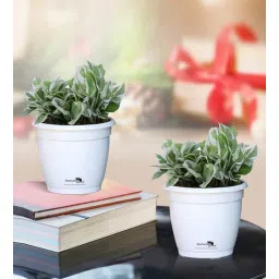 nurturing green White Scindapsus Compacta Medium Natural Plant In Fibre Pot, Set Of 2-picture-32