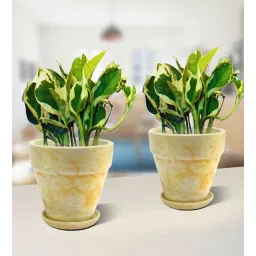 nurturing green Yellow Scindapsus Compacta Small Natural Plant In Ceramic Pot-picture-26