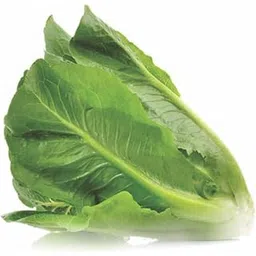 Nutrifresh Romaine Hydroponically Grown (approx.100gm) Pack-picture-10