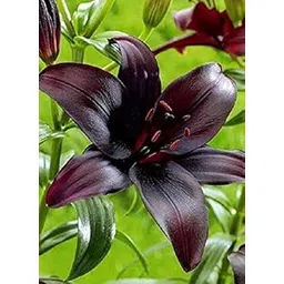 oakwood farms Oakwood Farms� Imported Variety Asiatic lily, Oriental Lily Lilium flower bulbs For Home Gardening pack of 3 flower bulbs-picture-20