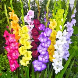 Only For Organic 25 Multicolor Flower Bulbs for Home Gardening, OFOGB025-picture-13
