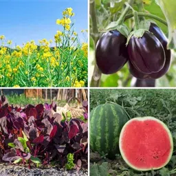 Only For Organic 50g 4-in-1 Black Brinjal, Mustard, Watermelon &a; Red Spinach Vegetable Seeds Set-image-6