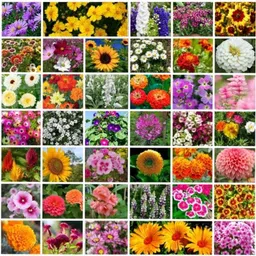 Only For Organic 50g 40 Varieties Flower Seeds for Home Gardening, OFOFLR40-picture-31