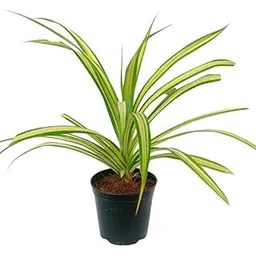 Pack of 2 Spider Indoor Plants for Living Room | Live Plants | Plants with White Self Watering Pot for Home | Air purifier plants | Plants for Home Decor | Plants for Garden & bedroom-picture-13