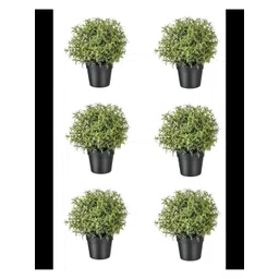 paperi Green & Black 6 Pieces Rosmarinus Artificial Plants With Pot-picture-23