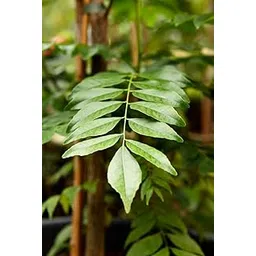 Plant For Kitchen Garden Gandhabevu - Curry Leaf (Curry patta plant)-picture-21