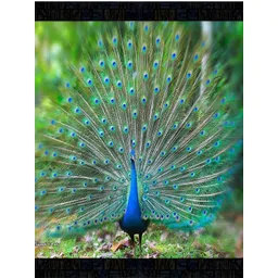 PnF Black & Blue Wooden Birds and Animals Painting Wall Art-picture-26