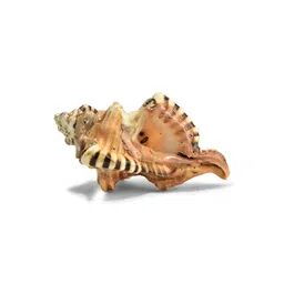 pujashree products global  pvt ltd. Pujashree Products Global Pvt Ltd. Brown Pujashree Ganesh Shankh-picture-10