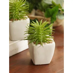 Pure Home and Living Green & White Cactus Succulent Artificial Flower-picture-13