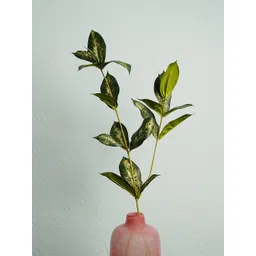 Pure Home and Living Green Asparagus Faicatus Plant-picture-40