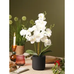Pure Home and Living Ivory Artificial Orchid in Ceramic Pot-picture-38