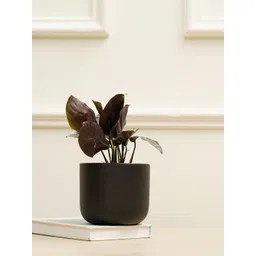 PUREZENTO Black Terracotta Jeanie Eco-Friendly Planter-picture-19