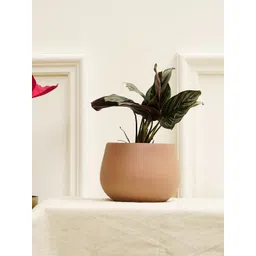 PUREZENTO Brown Terracotta Mesa Planter-picture-35