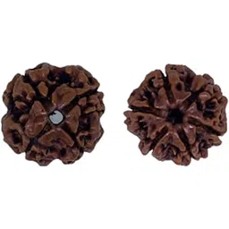 PUSHKARA Natural 4,6 MUKHI Combination RUDRAKSHA Certified - Nepal | Brown | PJTL46M01 - Astrological Benefits - Unisex Pendants - Positive Energy for Men & Women-picture-40