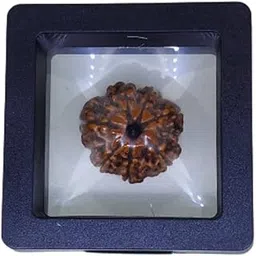 PUSHKARA Natural 7 Mukhi Rudraksha Certified - Nepal | Brown - Astrological Benefits - Unisex Pendants - Positive Energy for Men & Women-picture-26