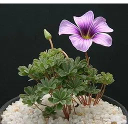 Radha Krishna Agriculture® Oxalis Good Luck Plant Flower Bulbs For Outdoor And Indoor Gardening Pack of 4 Flower Bulb-picture-16