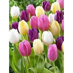 Radha Krishna Agriculture® Tulip Flower Bulbs For Garden (Pack Of 5 bulbs)-picture-25