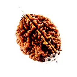 RAVIOUR LIFESTYLE 2 Mukhi Rudraksha JGL Lab Certified Wood Pendant-picture-33