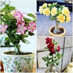 Real indoor plants for home decor,Flower Live Plant Adenium Plants for Garden Indoor 3 Live bonsai plant-picture-13