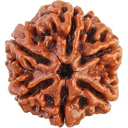 REBUY 6 Mukhi Nepali Rudraksha | Six Faced Original Certified with Lab Report Brown Rudraksha for Men & Women | 20-25 mm-picture-11