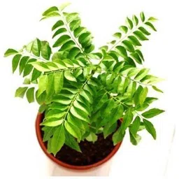 risenshine Curry Leaf Plant-picture-15