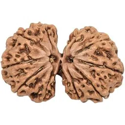 RudraGallery Gauri Shankar Rudraksha Nepal Gori Shankar Rudraksha Original Certified Pendant Shiv Parvati Rudraksh गौरी शंकर रुद्राक्ष Gowri Shankar Rudraksh Nepal Gori Shankar Rudrakshas Nepali-picture-22