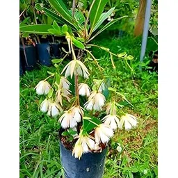 Rudraksha Plant Hybrid Plant And Tree Pack Of 1 Live Plants for Home and Garden/-image-14