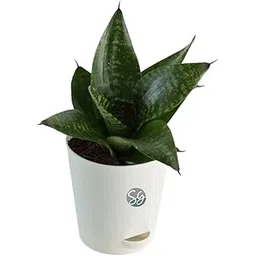 Sansar Green® Sansevieria Green Air Purifier Snake Plant with Self Watering Pot-image-15