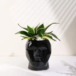 Sansevieria Plant In Black Face Pot-picture-13