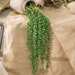SATYAM KRAFT 2 Lines Artificial Succulent Flower Vine | 7 Feet Hanging Money Flower Garland for Home Decor, Wall, Balcony, Garden, Living Room, Festival Decoration (Green)-picture-32