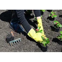 seebuy Reusable Rubber Hand Gloves for Washing, Cleaning Kitchen and Garden (Ivory) Pack Of 4 Pair In 8 Pices Gloves Gardening Shoulder Glove image 2