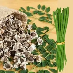 Drumstick | Moringa | Sahajan Seeds (PKM-1 Verity) for Home Gardening| 10 Seeds | Best in Germination | Free Growing Instruction Manual-image-16