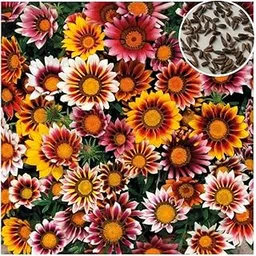 Seed Basket Gazania Star Light Dwarf Winter Flower Seeds (100 Seeds) – Vibrant, Compact Gazania Blooms for Winter Gardens | Perfect for Containers, Borders, and Flower Beds-image-26