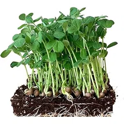 Seed basket GreenPeas Native/Non-GMO Microgreen seeds for Home Gardening (100 Grams Packing) (Green Peas)-image-15
