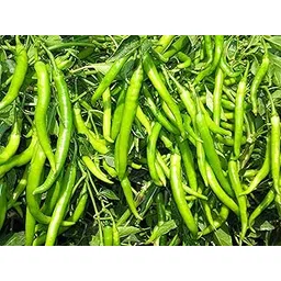 Seed Basket Native Chili Non-GMO Vegetable Seeds for Home Garden (Pack of 300 Seeds with More than 70% Germination) And Instruction Manual-image-3
