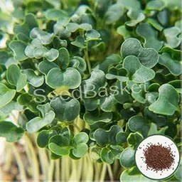 Seed basket Native/Non-GMO Microgreen Kale Seeds(1000 Seeds with More than 70% Germination) And Instruction Manual-image-14