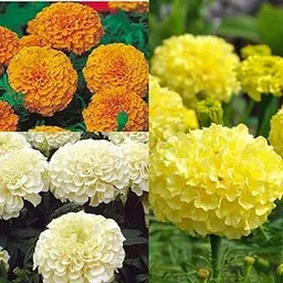 Seed Basket African Marigold Mix Seeds | Yellow, Orange, White | High Germination Rate | 80 Seeds Per Pack | Ideal for Vibrant Gardens and Landscaping-image-9