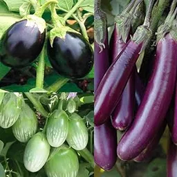 Seed Basket Native/Non-Gmo Brinjal 3 Pack Brinjal Green, Brinjal Black Round, Brinjal Purple Long Seeds For Gardening Outside And Terrace- Pack Of 3-image-0