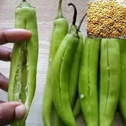 Seedbasket Bajji Mirchi Hybrid Seeds | Bajji Chilli Seeds For Home Gardening - 200 Seeds Packet-image-38
