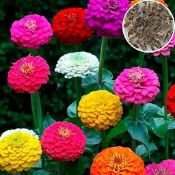 Seedbasket Zinnia Liliput Mixed Summer Flower (100 Seeds) – Compact Colorful Flowers for Small Gardens, Containers, and Borders, Summer Blooms-image-39