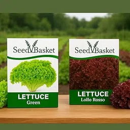 SeedBasket Lettuce Seeds Pack of 2 – Green & Red Varieties | Fresh Garden Leafy Vegetable Seeds for Home Gardening, Terrace, Balcony & Kitchen Garden | 400 Seeds-image-8